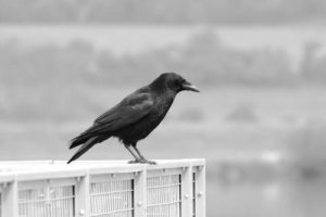 Picture of a crow