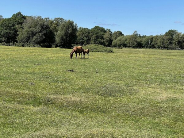 ENCHANTING NEW FOREST TRAIL & LEPE BEACH WEEKEND 26 - Image 4