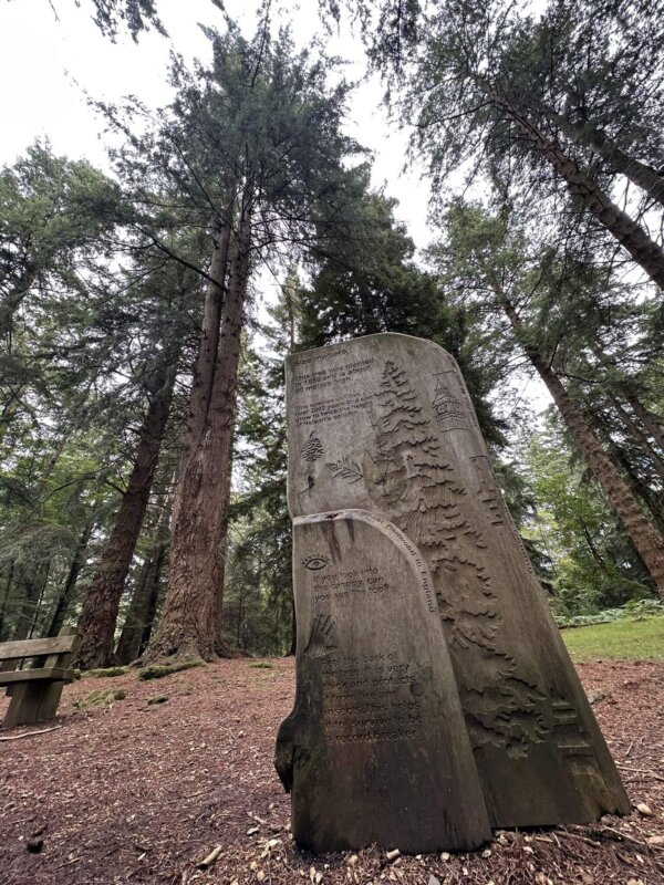 ENCHANTING NEW FOREST TRAIL & LEPE BEACH WEEKEND 26 - Image 7