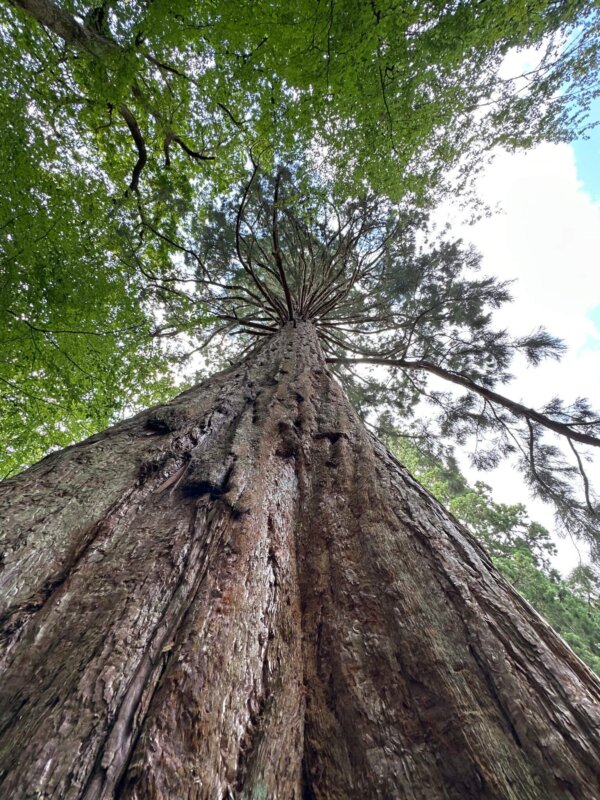 ENCHANTING NEW FOREST TRAIL & LEPE BEACH WEEKEND 26 - Image 6