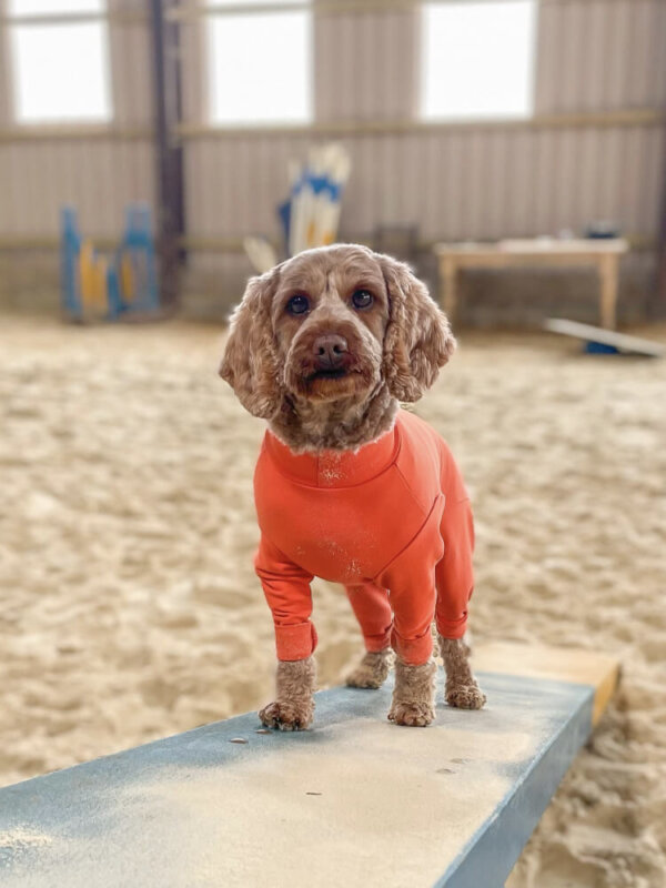 SUMMER SUIT FOR DOGS - EQUAFLEECE - Image 2