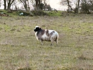 AG108 - GREENS NORTON REVEALED - Image 7