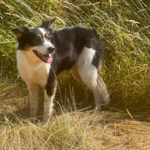 The Tuning Fork Adventure | 4.7 Miles | Dog Friendly