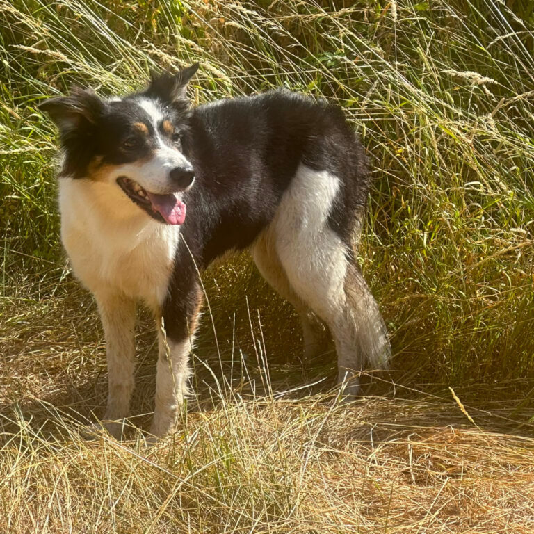 Dog Pack Walk 1