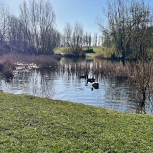 Al the Shenleys, Milton Keynes Walk