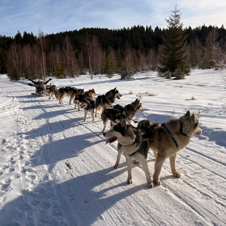Romania husky ride