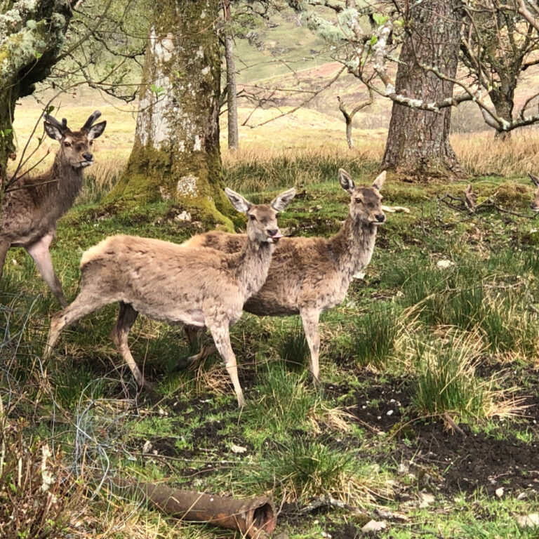 crick deer park