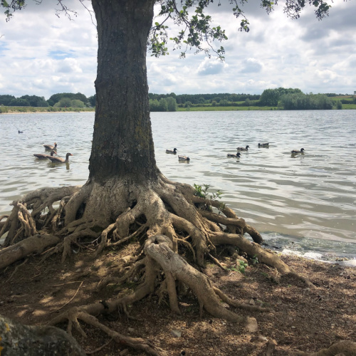 Pitsford Reservior Walk 7 miles