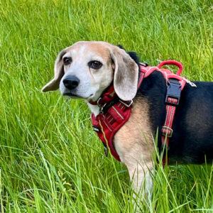 Middlemore Meander – 5.2 Miles | Dog Friendly