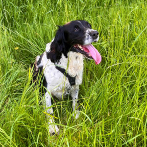 Brampton Dog Pack walk, Northants.