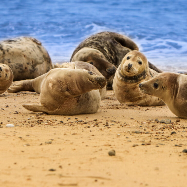 Norfolk Seals