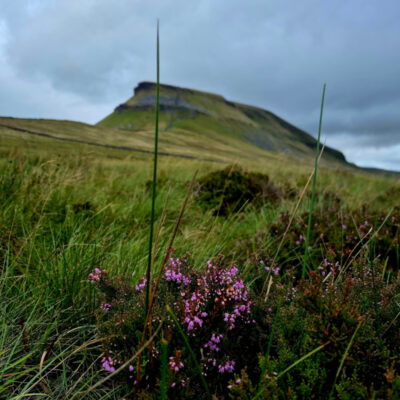Bell heather in the shadow of Pen-y-Ghent 🌸