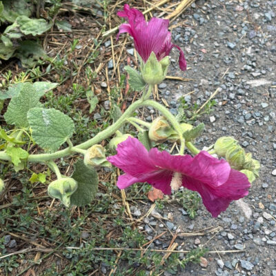 Pink flower in a crack on the pavement