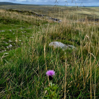 Lonely pink thistle in the wilderness 🥲