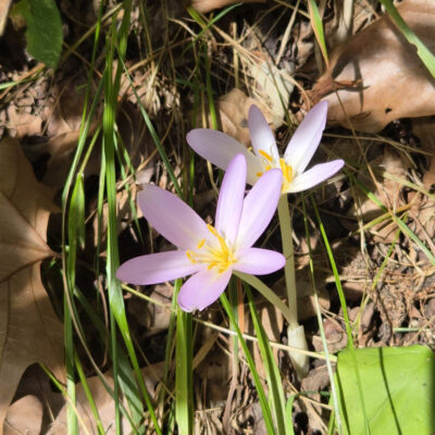 Fauna and flora