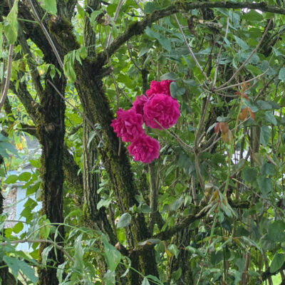 A few pink flowers midst a Slovenian mountain tree