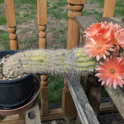 Last month it collapsed and this month it's gone pink. (ish).