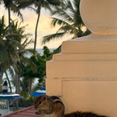 Sri Lankan chipmunk climbed the pink roof for sunset treats