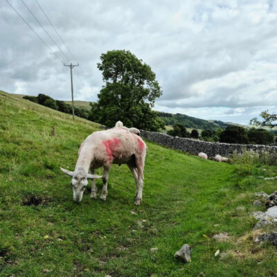 Baaaa'rbie Pink