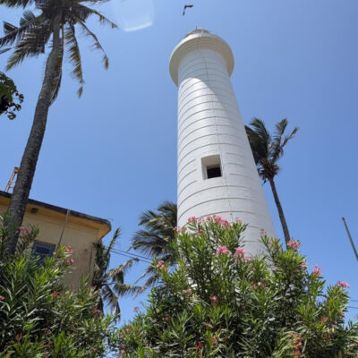 Pink flowers by the Galle lighthouse, Sri Lanka