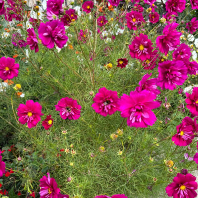 Cosmos