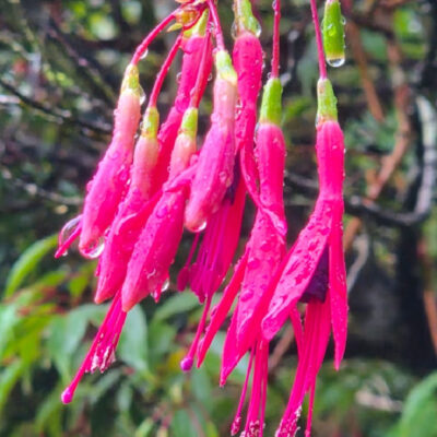 Pink raindrops