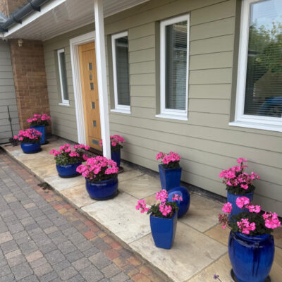 Pink geraniums still in bloom!