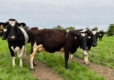 cows